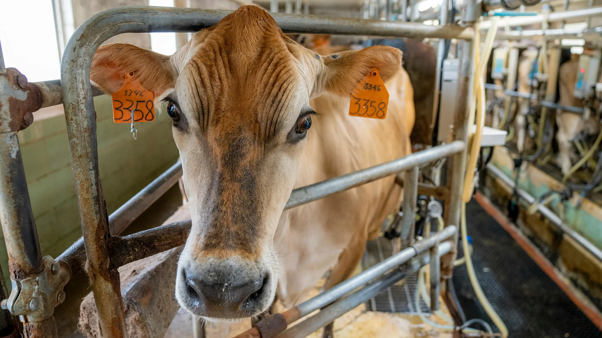 cow with tags in ears